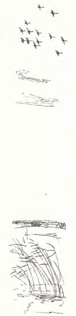 И. Соколов-Микитов. Над болотом И. Соколов-Микитов. Над болотом