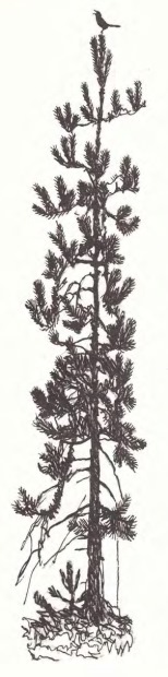 И. Соколов-Микитов. Весенний вечер И. Соколов-Микитов. Весенний вечер