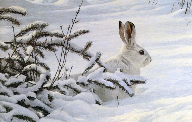 Л. Толстой. Зайцы Л. Толстой. Зайцы